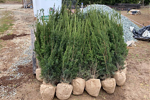 Taxus Media ' Hicksii' - földlabdás