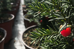 Taxus Media 'Hicksii' -