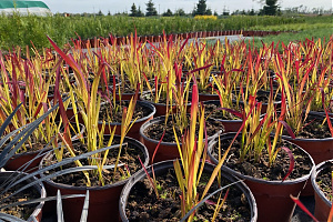 Imperata Cylindrica 'Red Baron' - K2