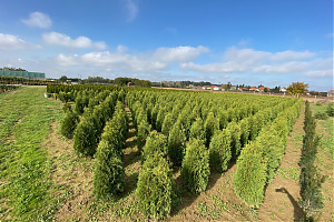 Thuja Occ. 'Malonyana' - földlabdás